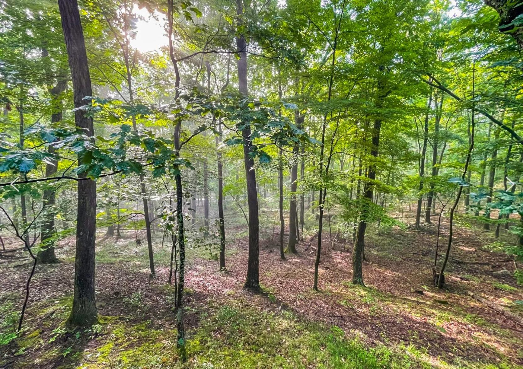 Chalet W Hot Tub, Large Deck, Grill, & Fast Wifi Berkeley Springs Bagian luar foto